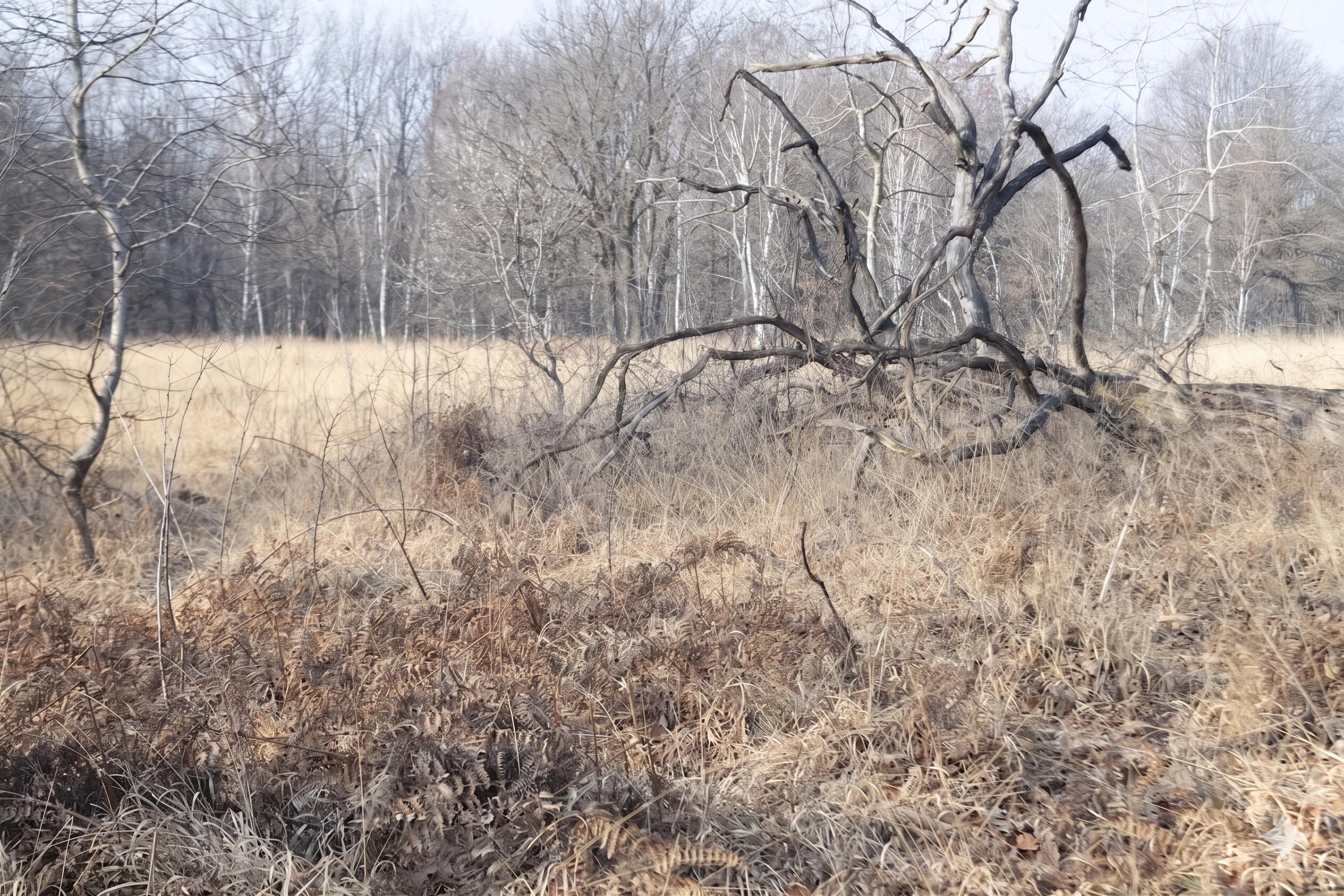 Pre-demolition overgrown site